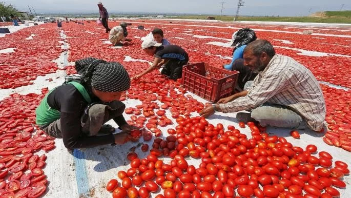 مزارع الطماطم في تركيا